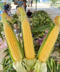 vega tatlı Mısır f1