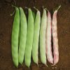 Semen Sırık Fasülye Tohumu Özayşe 2 Kg