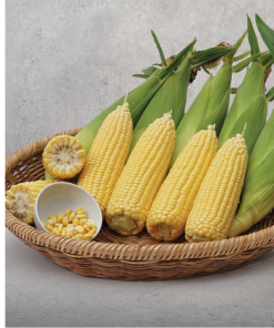 vega tatlı Mısır f1