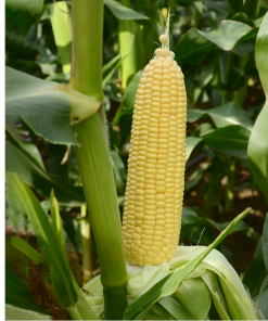 vega tatlı Mısır f1