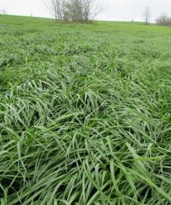 Ryegrass Süt Otu Tohumu 20 Kg